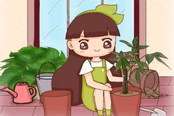 绿萝发财树…现在是最佳换盆期再晚秋天都熬不过！(绿萝专用肥可以给发财树用吗)