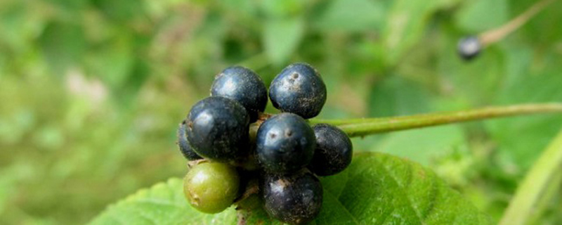 五色梅的果实有毒吗(五色梅的果实能吃吗)