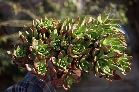 怎么养仙女杯子