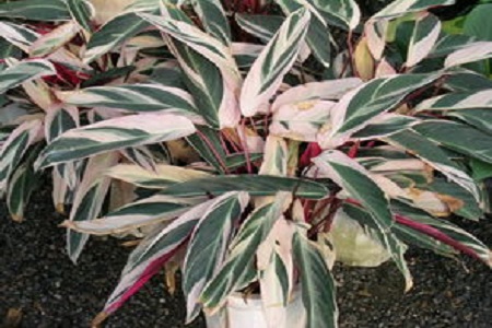 紫背竹芋叶子发黄发干怎么回事