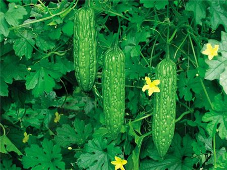 苦瓜生虫了还能吃吗