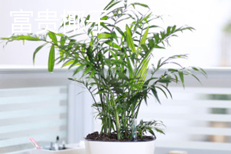 袖珍椰子和椰子