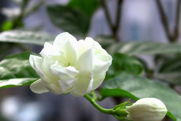 栀子花为啥不开花光长叶?