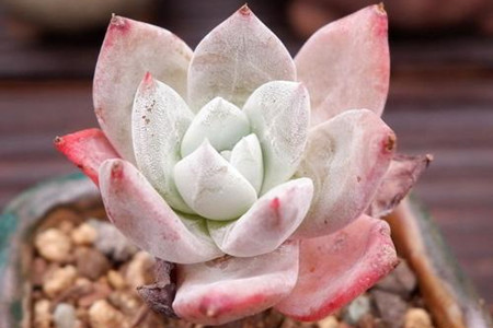 怎么养仙女杯子