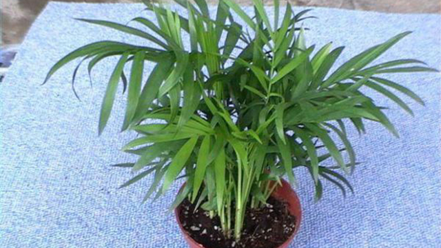 袖子椰子和富贵椰子的区别(袖珍椰子和椰子)