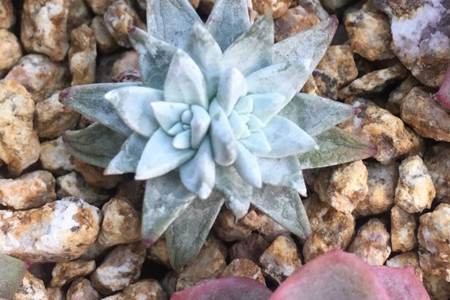 怎么养仙女杯子