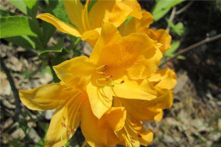 羊踯躅是什么意思