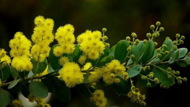 银合欢和金合欢的区别(银合欢和金合欢的区别图片)