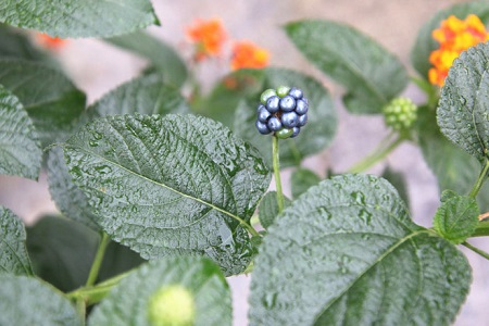 五色梅的果实能吃吗