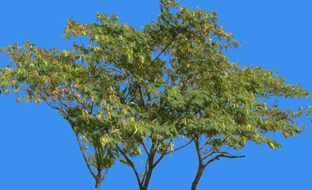 银合欢和金合欢的区别图片