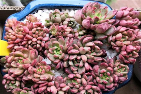 多肉的缀化和锦是什么意思