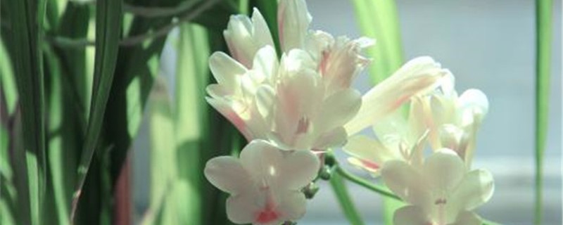 香水兰的养殖方法(香雪兰的养殖方法和注意事项)