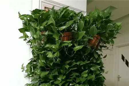 绿萝专用肥可以给发财树用吗