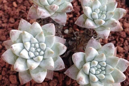 怎么养仙女杯子