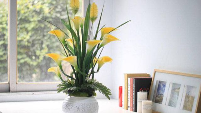 马蹄莲能放在卧室吗(马蹄莲能放在卧室吗好吗)