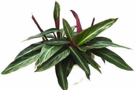 紫背竹芋叶子发黄发干怎么回事