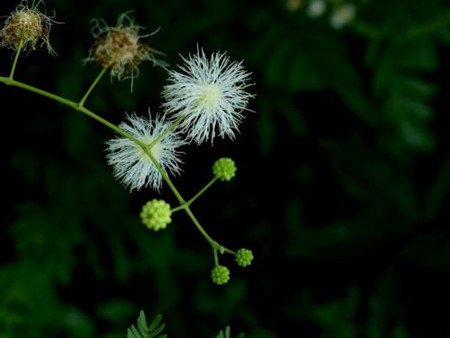 银合欢和金合欢的区别图片