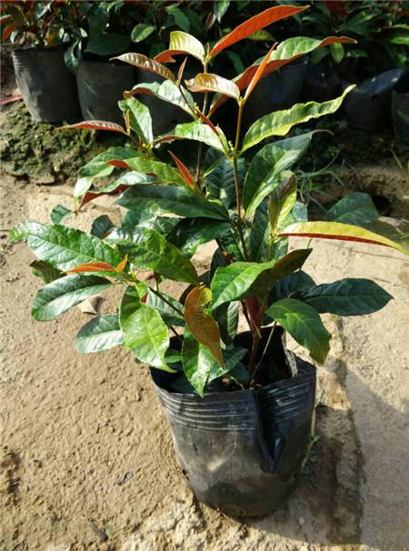 红背桂的扦插繁殖法视频