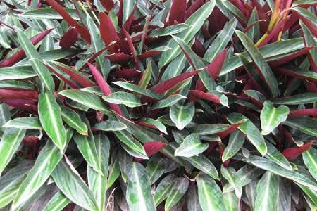 紫背竹芋叶子发黄发干怎么回事