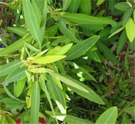 跳舞草为什么会跳舞的原因