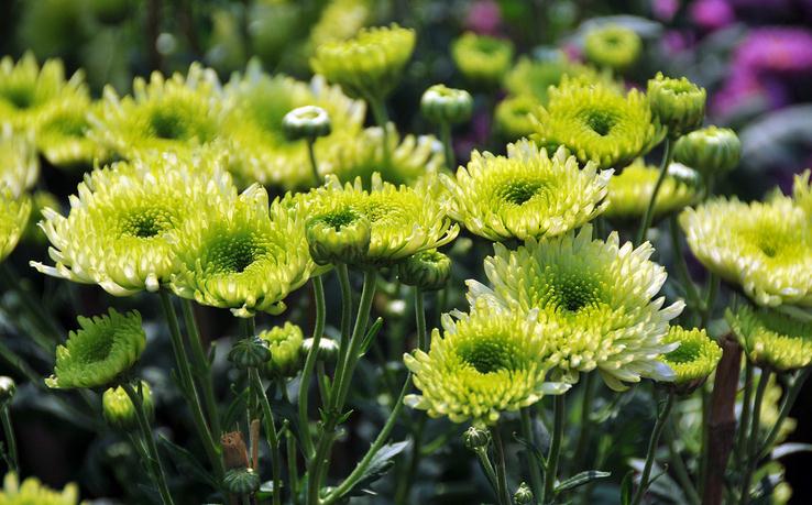 毕业应该送什么花花束给同学