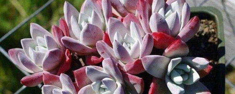 怎么养仙女杯(怎么养仙女杯子)