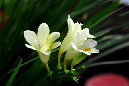 香雪兰的养殖方法和注意事项