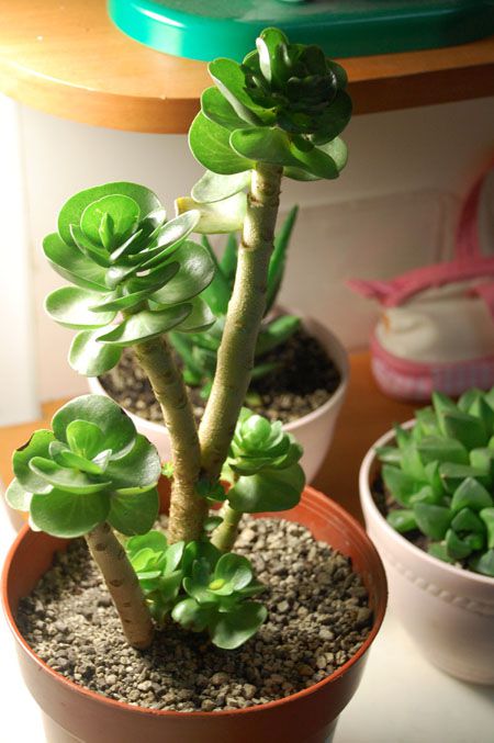 金钱木叶子枯黄是怎么回事啊