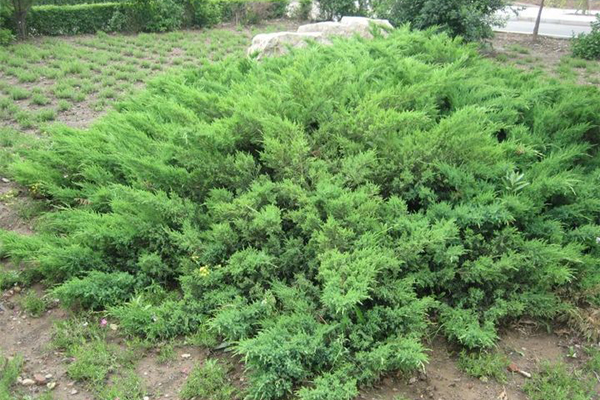 铺地柏怎么繁殖(铺地柏怎么移栽)