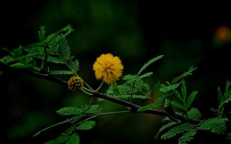 银合欢和金合欢的区别图片