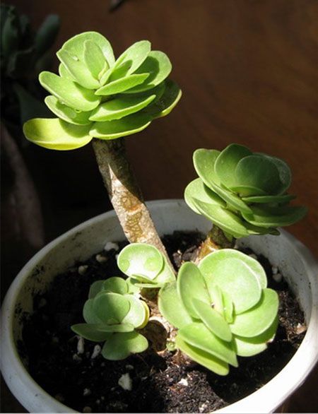 金钱木叶子枯黄是怎么回事啊