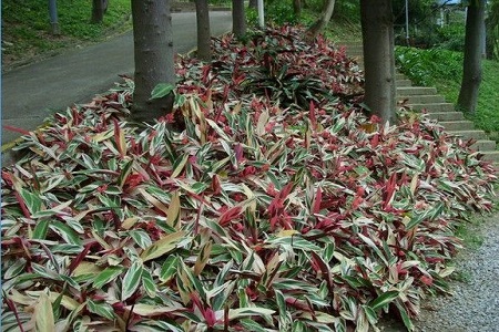 紫背竹芋叶子发黄发干怎么回事