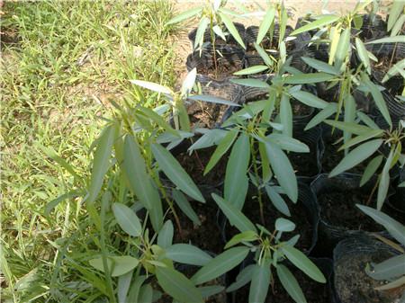 跳舞草为什么会跳舞的原因