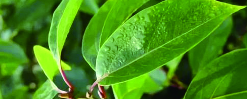 龙脑樟树苗多少钱和香樟的区别是什么(樟树价格多少钱一棵)