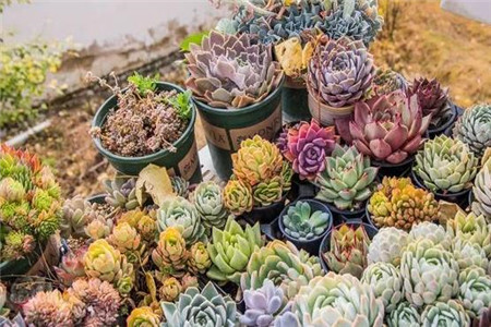 多肉的缀化和锦是什么意思