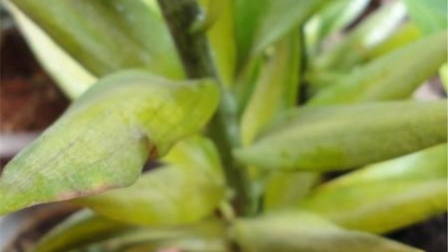 百合花叶子黄了怎么办黄叶枯萎的原因及补救办法(百合花叶子发黄发蔫了怎么办)