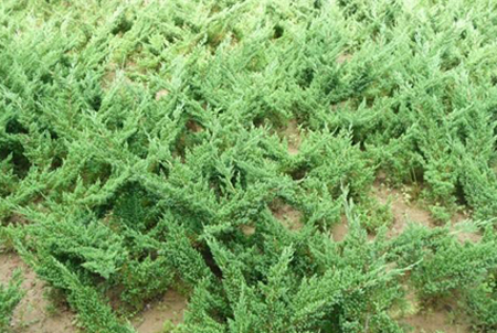 铺地柏怎么移栽