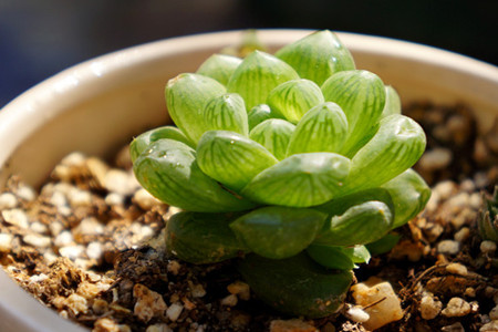 姬玉露如何爆盆