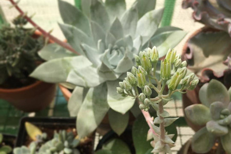 怎么养仙女杯子