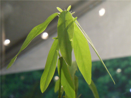 跳舞草为什么会跳舞的原因