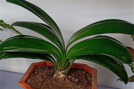 君子兰移栽后多久能长新叶