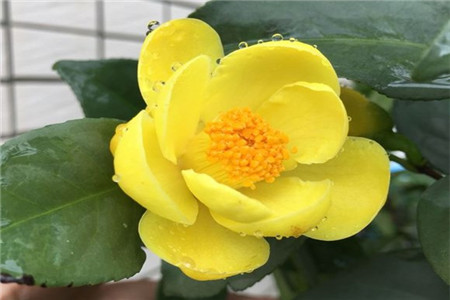 茶花花苞迟迟不开怎么办