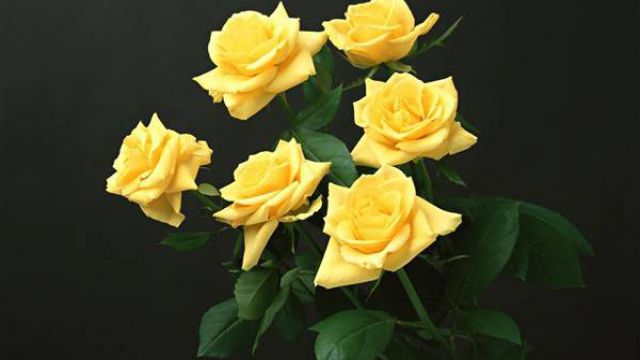 如何延长玫瑰花束的保鲜期(玫瑰花怎么延长保鲜期)