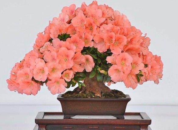 杜鹃只长叶不开花怎么回事未到花期提供水肥进行修剪充足光照(杜鹃只长叶子不开花怎么回事)