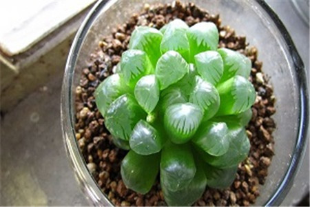 玉露的播种方法有哪些