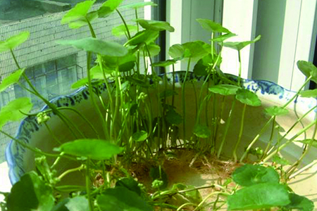 铜钱草养多久会开花花