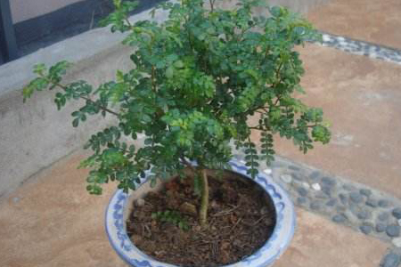怎样修剪胡椒木盆栽