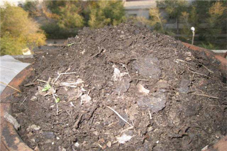 虎皮兰适宜什么土壤