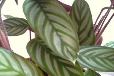 紫背竹芋叶子发黄发干怎么回事