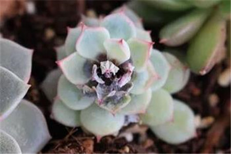 多肉的缀化和锦是什么意思